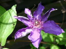 Clematis-lila-5.jpg